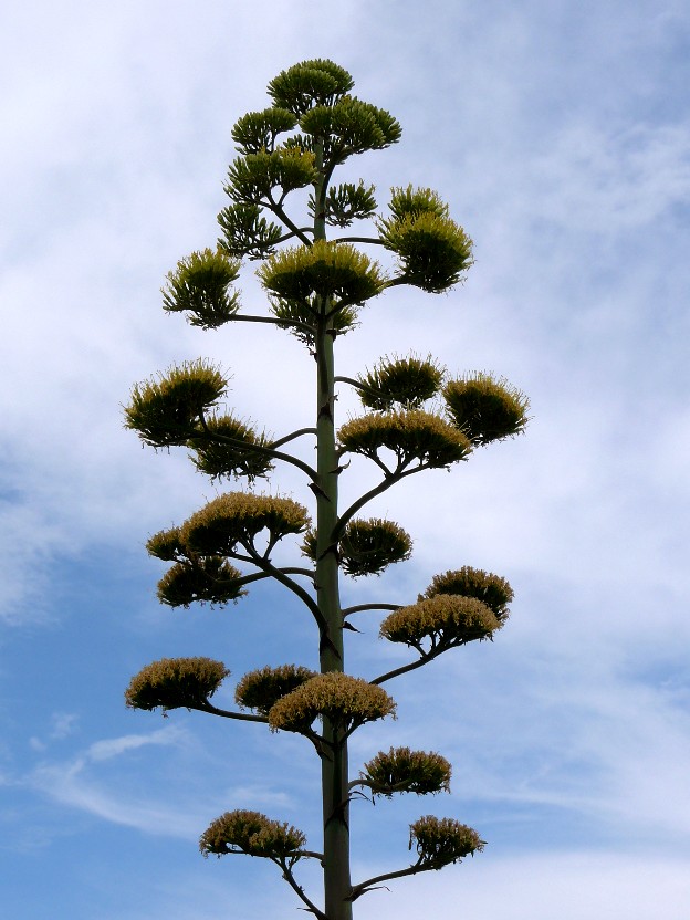 Agave americana / Agave